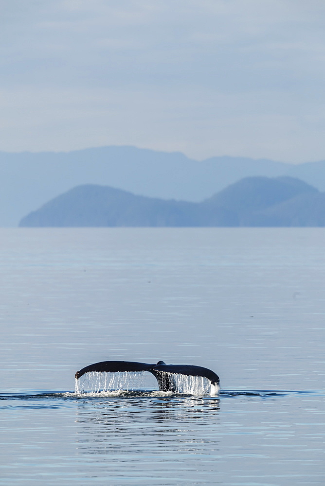 Adult humpback whale (Megaptera novaeangliae), flukes-up dive in Stephen's Passage, Southeast Alaska, United States of America, North America