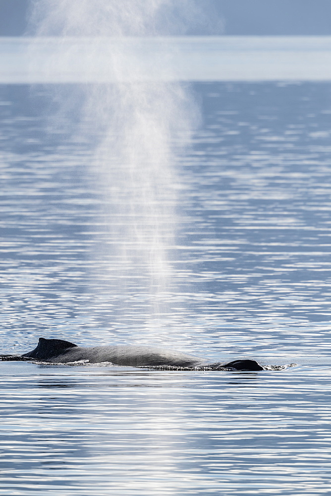 Adult humpback whale (Megaptera novaeangliae) surfacing in Stephen's Passage, Southeast Alaska, United States of America, North America