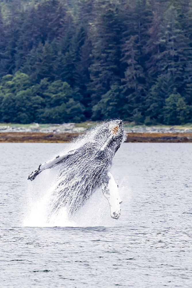 Humpback whale (Megaptera novaeangliae) breaching near the Glass Peninsula, southeast Alaska, United States of America, North America