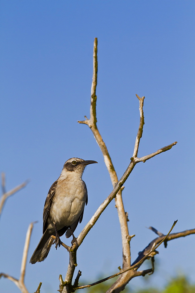 Galapagos mockingbird (Mimus parvulus), Genovesa Island, Galapagos Islands, UNESCO World Heritage Site, Ecuador, South America