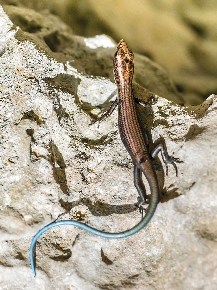 Adult azure-tailed skink (Emoia impar), on Makatea, Tuamotus, French Polynesia, South Pacific, Pacific