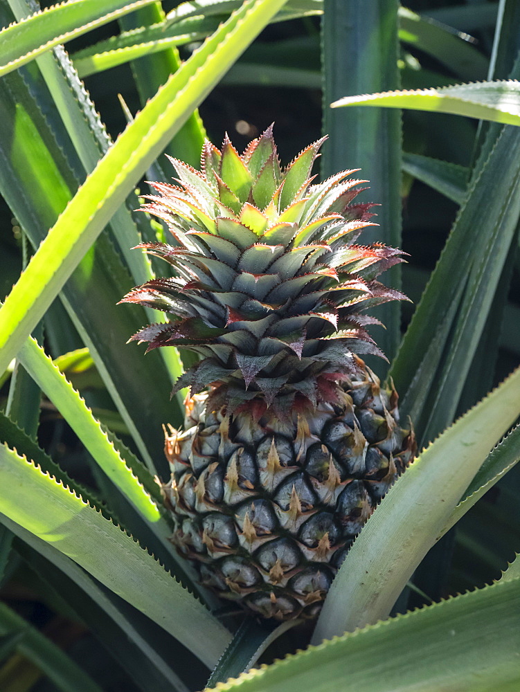 Pineapple plantation in Opunohu Valley, Moorea, Society Islands, French Polynesia, South Pacific, Pacific