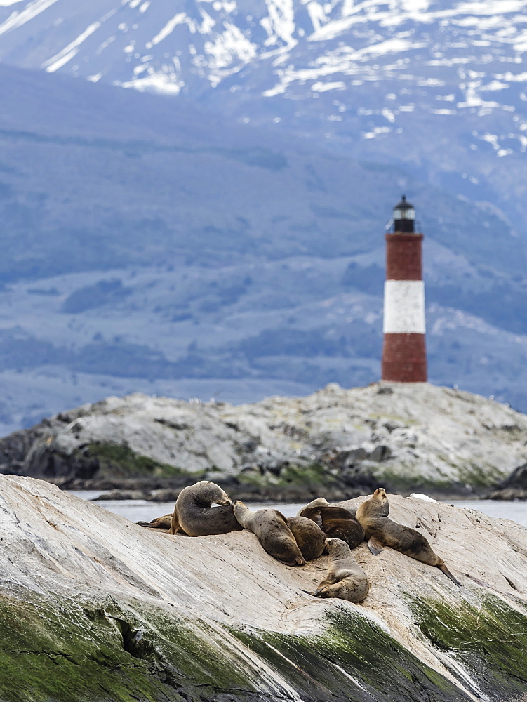 South American sea lions, Otaria flavescens, on a small islet in the Beagle Channel, Ushuaia, Argentina, South America