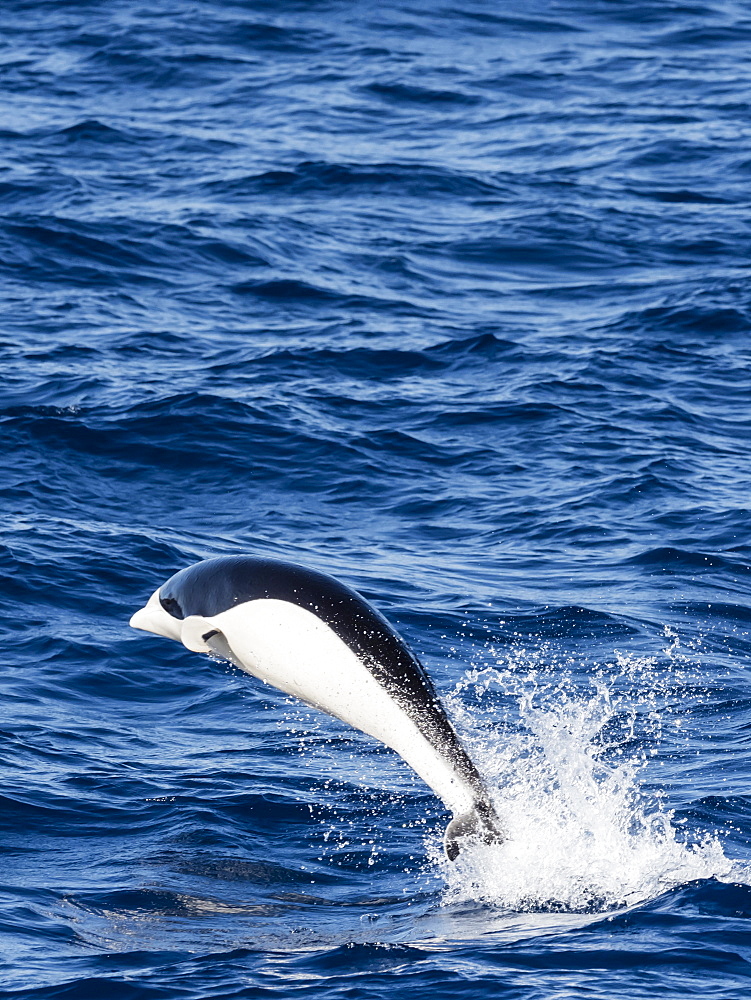 A adult Southern right whale dolphin, Lissodelphis peronii, travelling at high speed, Southern Atlantic Ocean.