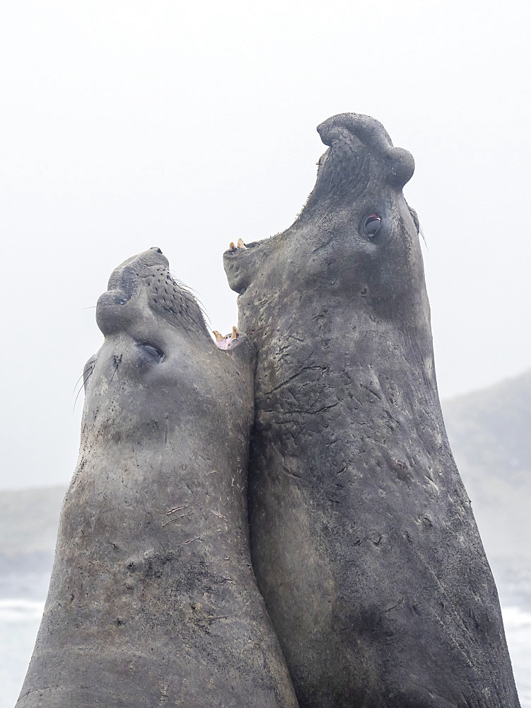 Adult bull southern elephant seals, Mirounga leonina, fighting for territory in Gold Harbour, South Georgia Island, Atlantic Ocean