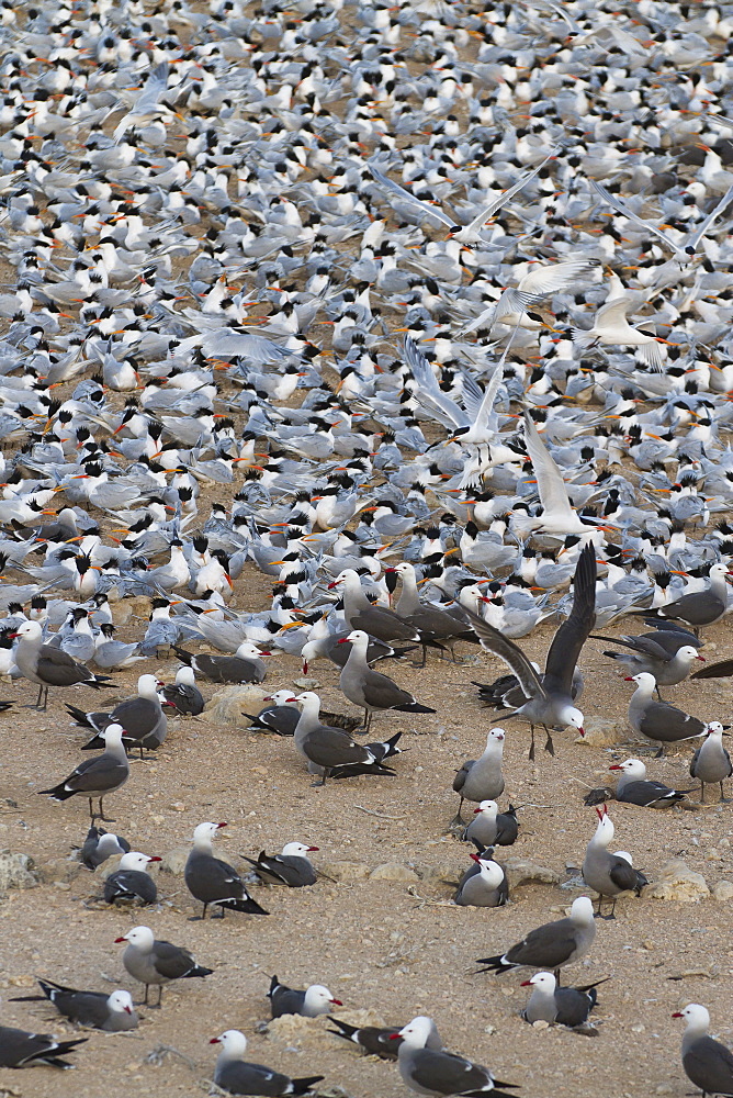 Elegant tern (Thalasseus elegans) and Heermann's gull (Larus heermanni) breeding colony, Isla Rasa, Gulf of California (Sea of Cortez), Baja California, Mexico, North America