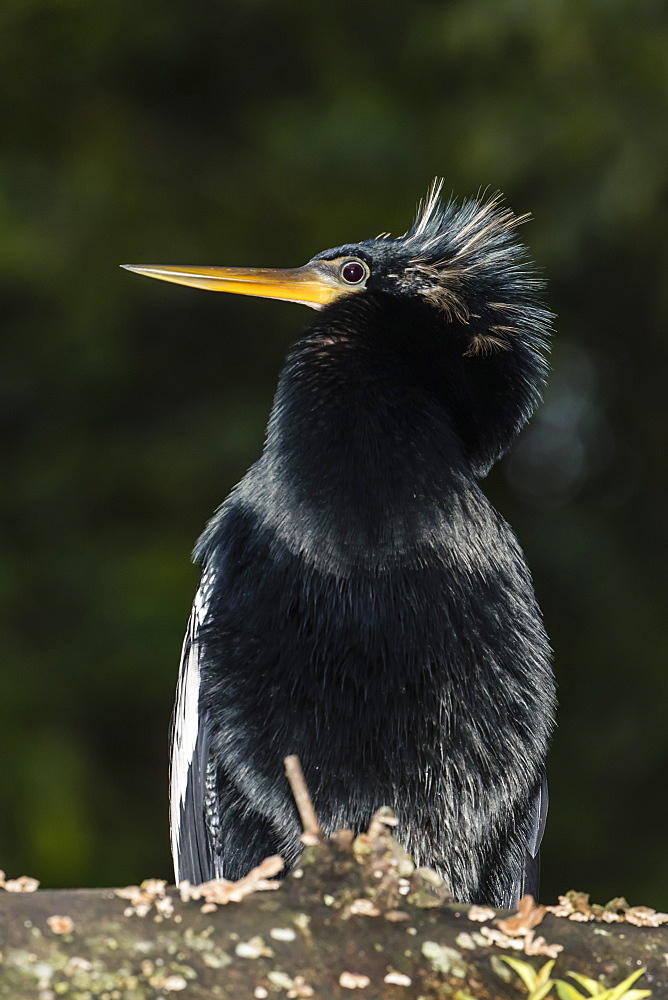 An adult male anhinga, Anhinga anhinga, at night in Tortuguero National Park, Costa Rica, Central America