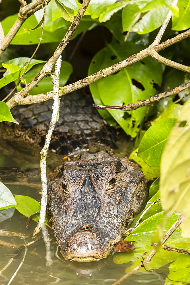 An adult spectacled caiman, Caiman crocodilus, in Cano Chiquerra, Tortuguero National Park, Costa Rica, Central America