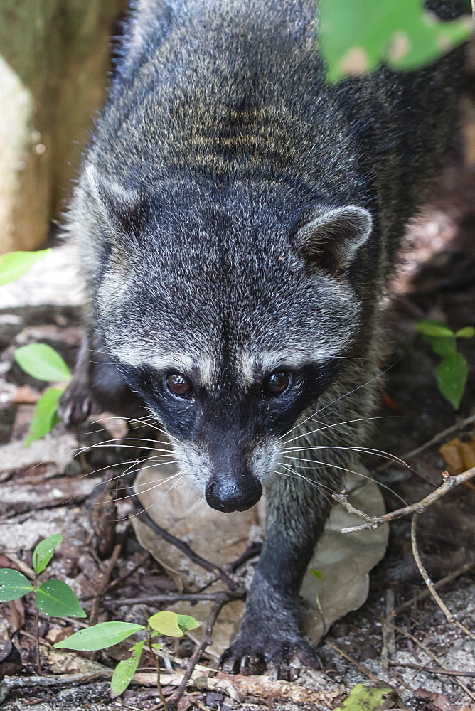 An adult crab-eating raccoon, Procyon cancrivorus, Manuel Antonio National Park, Costa Rica, Central America