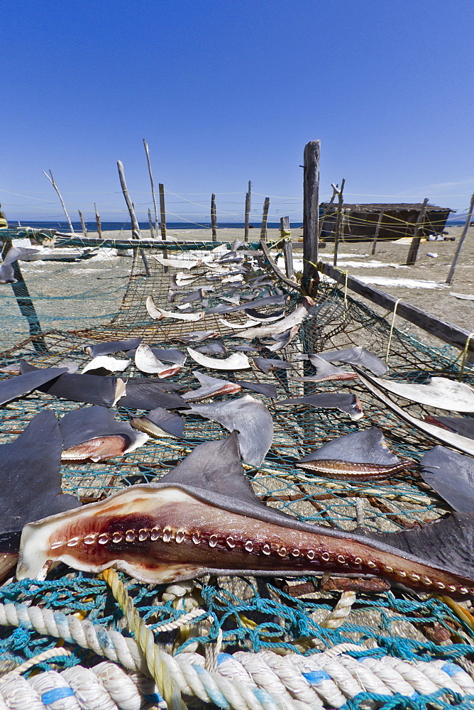 Shark fins drying in the sun, Gulf of California (Sea of Cortez), Baja California Sur, Mexico, North America