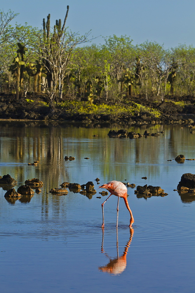 Greater flamingo (Phoenicopterus ruber), Cerro Dragon, Santa Cruz Island, Galapagos Islands, UNESCO World Heritage Site, Ecuador, South America