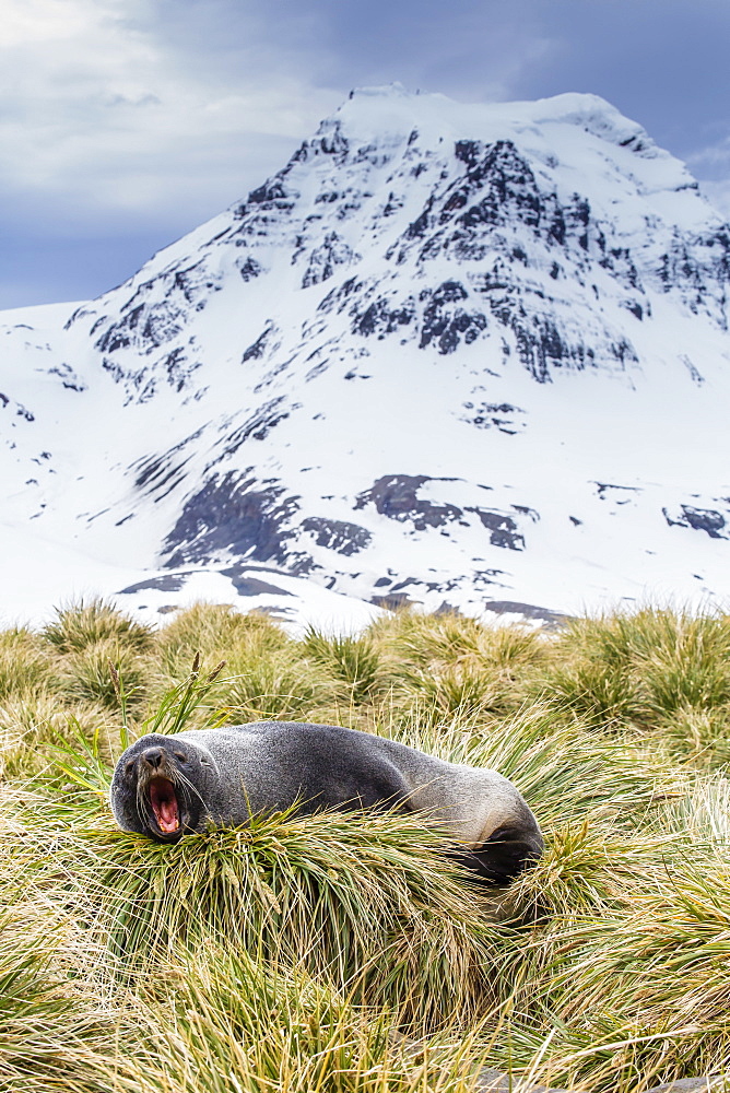 Antarctic fur seal (Arctocephalus gazella) in the tussac grass at Peggotty Bluff, South Georgia Island, South Atlantic Ocean, Polar Regions