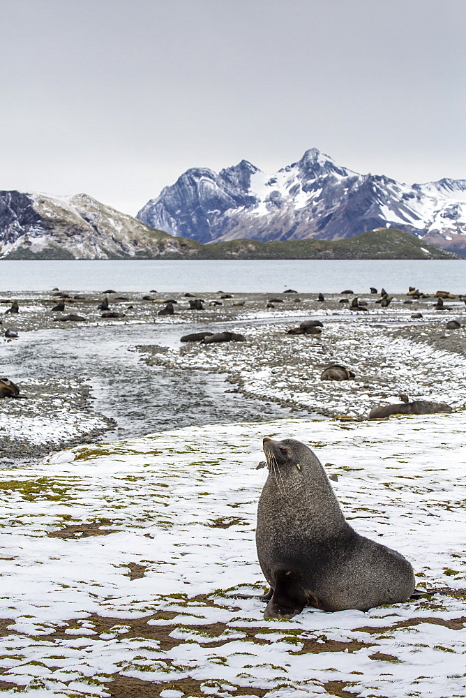 Antarctic fur seal (Arctocephalus gazella) amongst remains of the abandoned Stromness Whaling Station, South Georgia Island, South Atlantic Ocean, Polar Regions