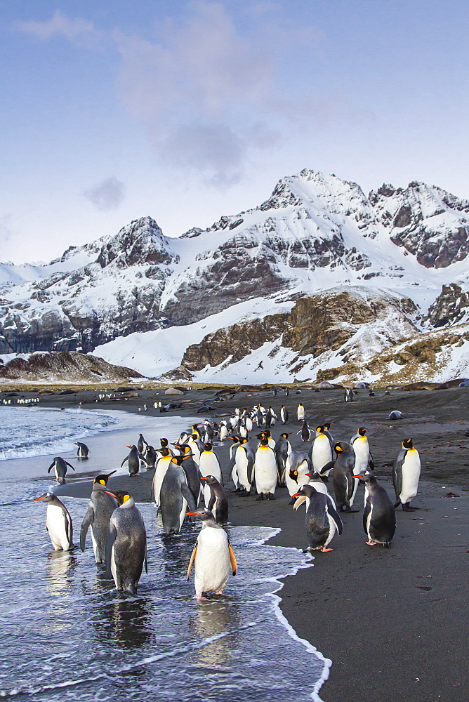 King penguins (Aptenodytes patagonicus), Peggoty Bluff, South Georgia Island, South Atlantic Ocean, Polar Regions