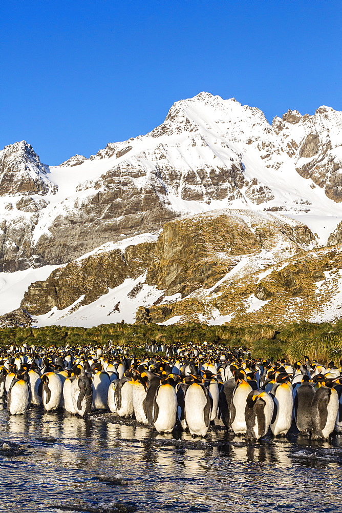 King penguins (Aptenodytes patagonicus), Peggoty Bluff, South Georgia Island, South Atlantic Ocean, Polar Regions