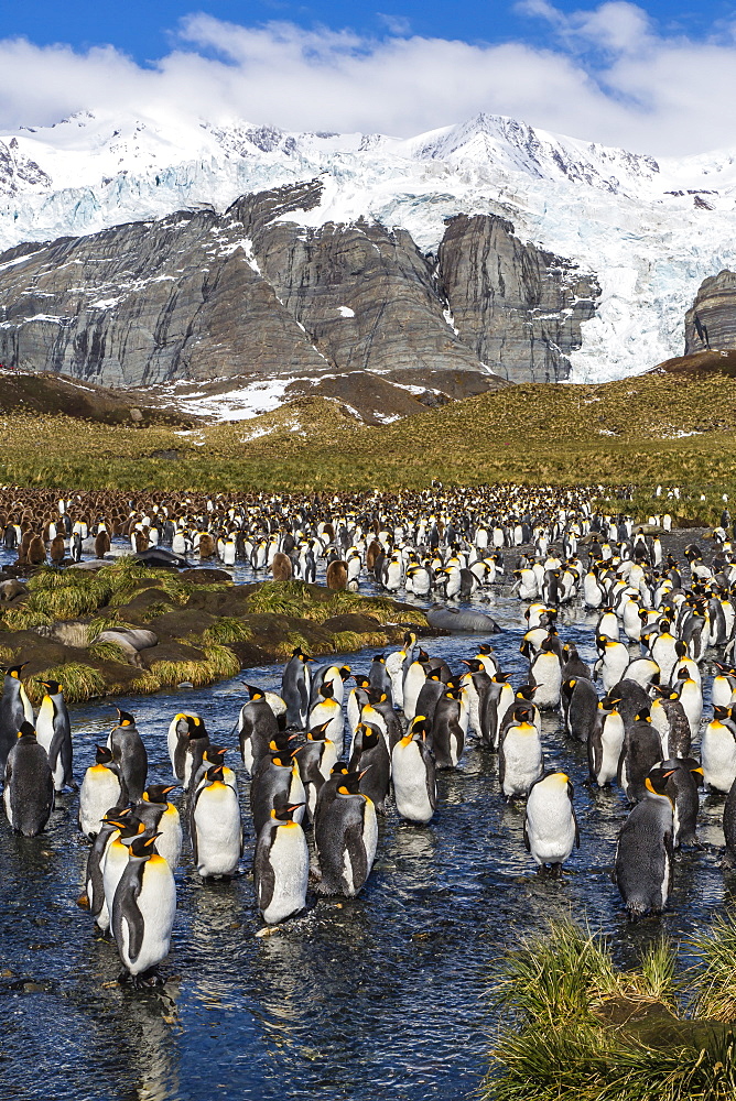 King penguins (Aptenodytes patagonicus), Gold Harbour, South Georgia Island, South Atlantic Ocean, Polar Regions