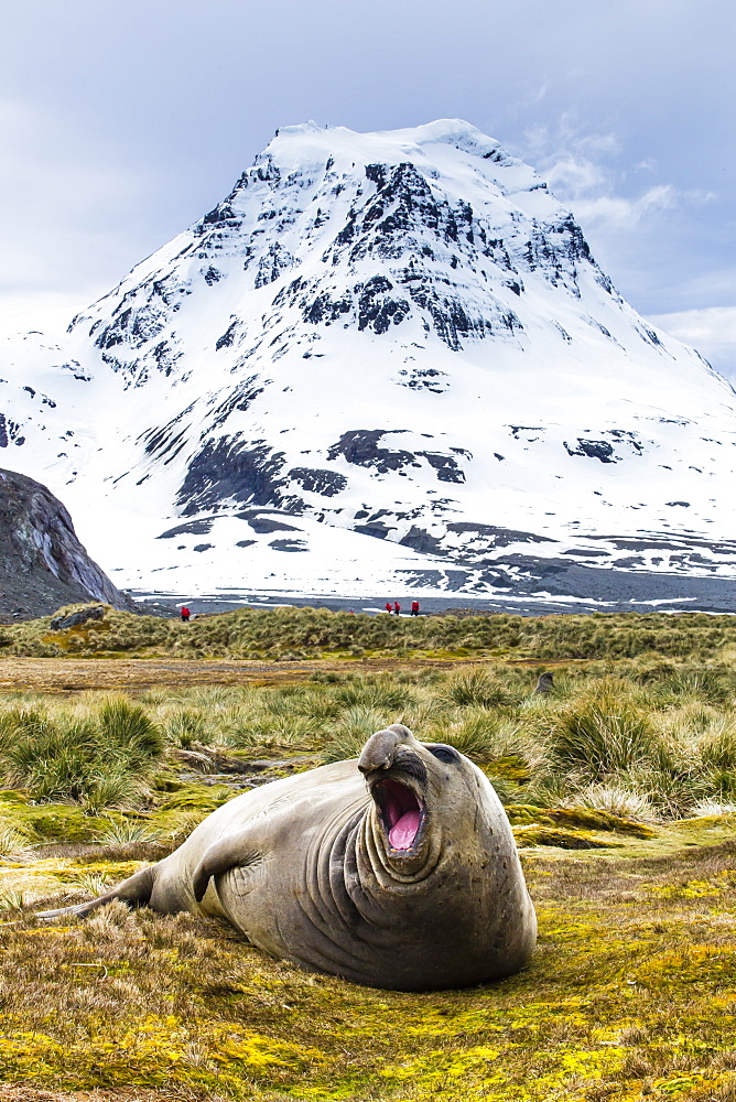 Southern elephant seal (Mirounga leonina) bull, Peggotty Bluff, South Georgia, South Atlantic Ocean, Polar Regions