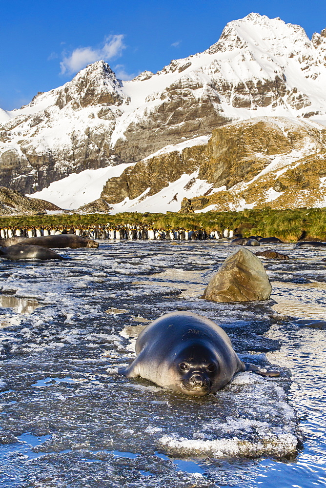 Southern elephant seal (Mirounga leonina) pups, Gold Harbour, South Georgia, South Atlantic Ocean, Polar Regions