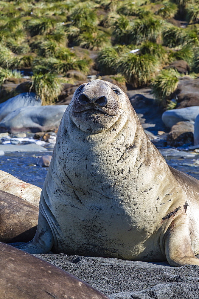 Southern elephant seal (Mirounga leonina) bull, Gold Harbour, South Georgia, South Atlantic Ocean, Polar Regions