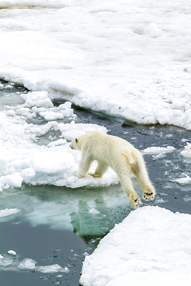 Young polar bear (Ursus maritimus) on the ice in Bear Sound, Spitsbergen Island, Svalbard, Norway, Scandinavia, Europe 