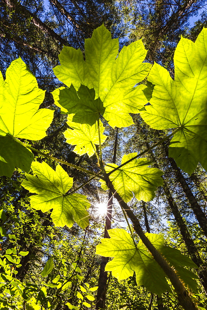 Sun shining through Devil's Club on Chichagof Island, Southeast Alaska, United States of America, North America