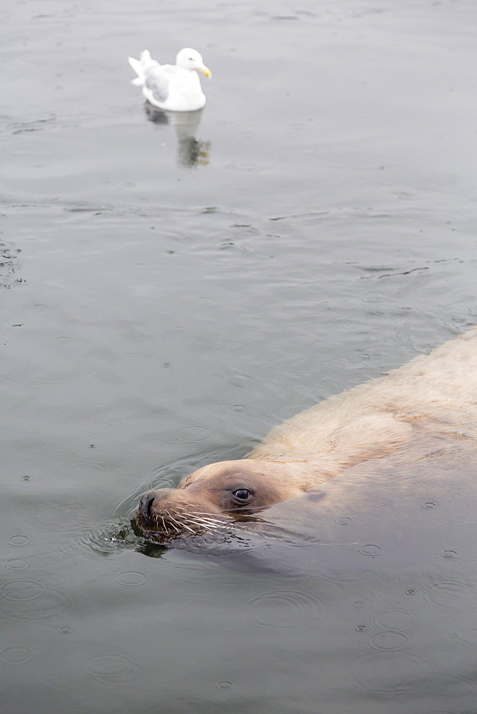 Adult Northern (Steller) sea lion (Eumetopias jubatus) bull looking for fish scraps from fishermen in Petersburg, Southeastern Alaska, United States of America, North America 