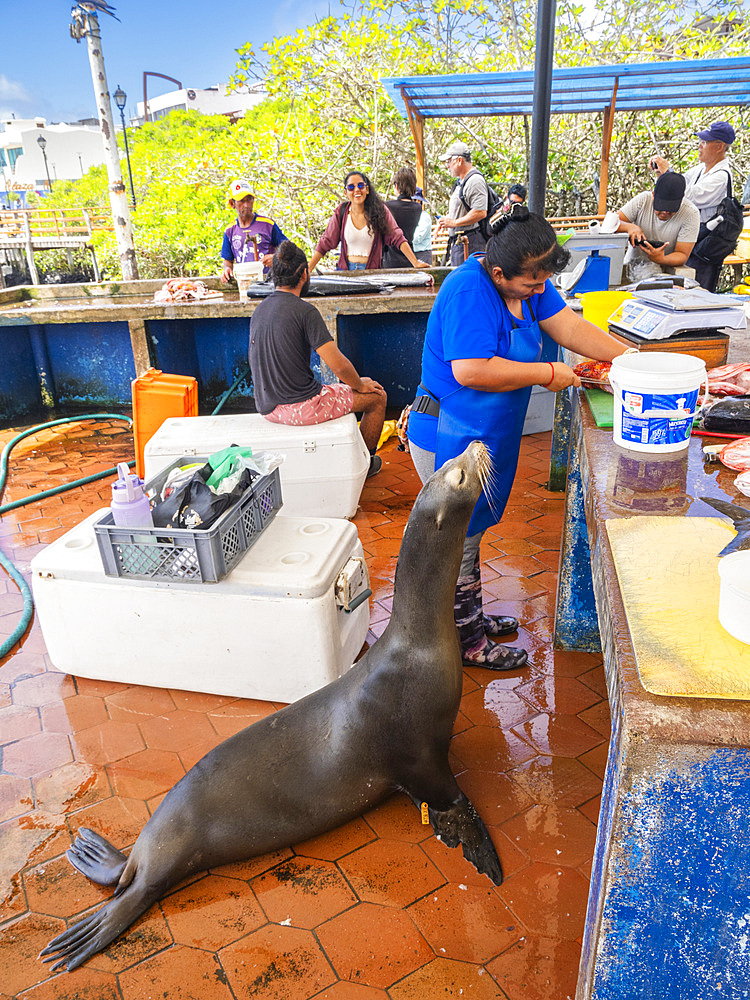 A menagerie of animals as a woman prepares fish at the fish market in Puerto Azorra, Santa Cruz Island, Galapagos Islands, UNESCO World Heritage Site, Ecuador, South America