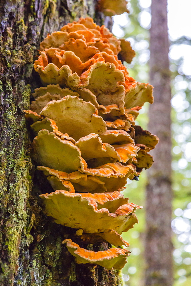 The shelving fungus called Chicken-of-the-Woods (Laeitiporus sulphureus), Williams Cove, Southeast Alaska, United States of America, North America 