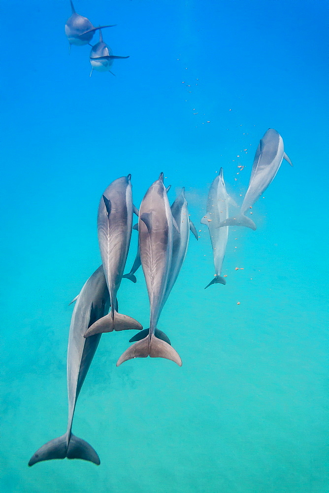 Hawaiian spinner dolphins (Stenella longirostris), AuAu Channel, Maui, Hawaii, United States of America, Pacific