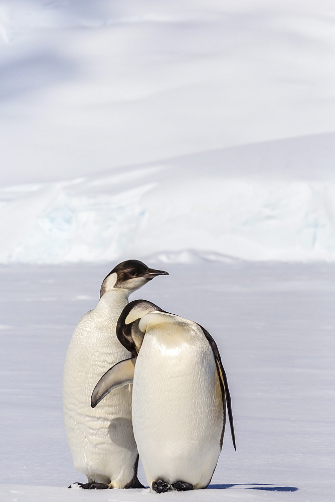 Recently fledged emperor penguins (Aptenodytes forsteri), Enterprise Islands, Antarctica, Southern Ocean, Polar Regions