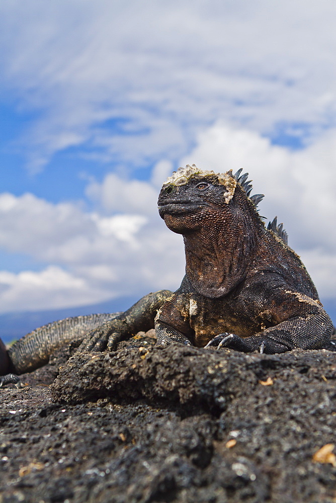 Galapagos marine iguana (Amblyrhynchus cristatus), Fernandina Island, Galapagos Islands, UNESCO World Heritage Site, Ecuador, South America