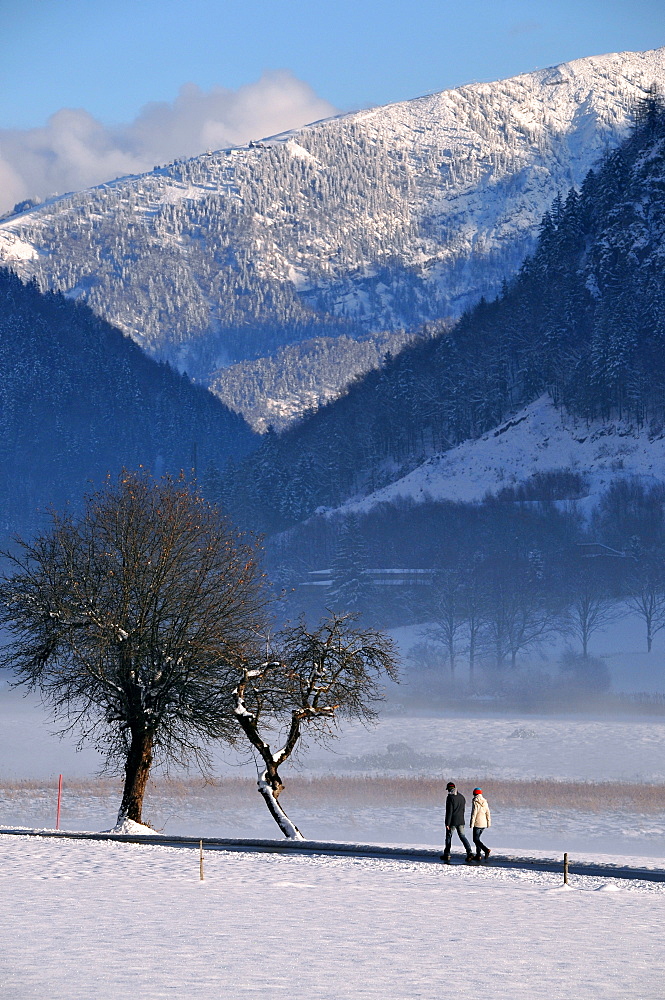 Trees surrounded by mist in Kaiserwinkl, winter in Tyrol, Austria