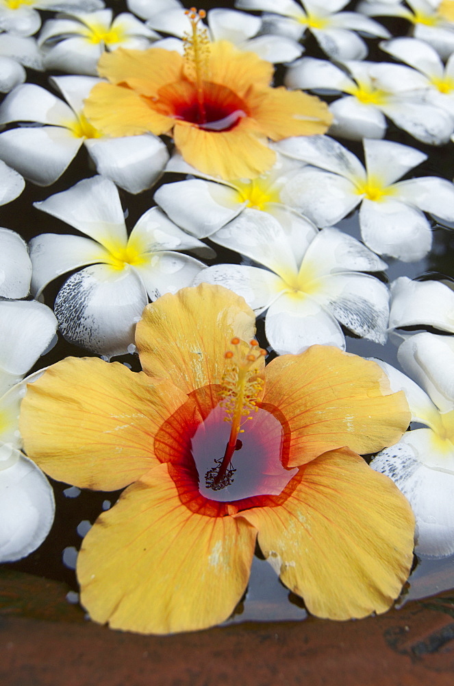 Flowers in a clay pot, Ranweli Holiday Village, Resort, Waikkal next to Negombo, Sri Lanka