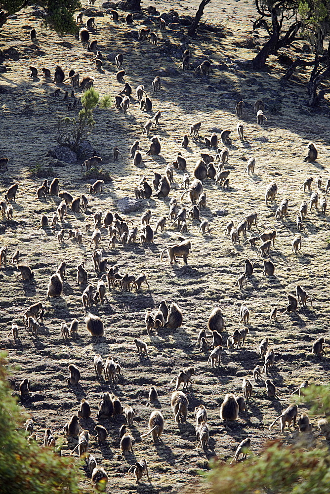 Group of geladas, Simien Mountains National Park, Amhara region, Ethiopia