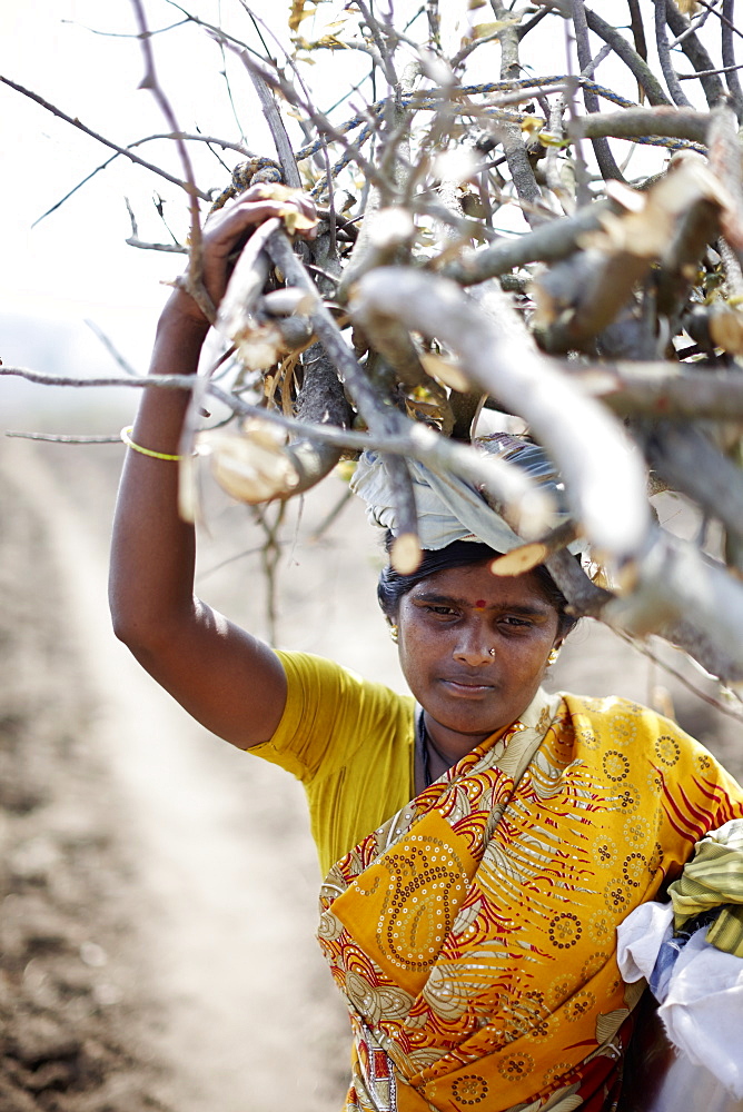 Woman carrying fire wood, Kabini, Karnataka, India