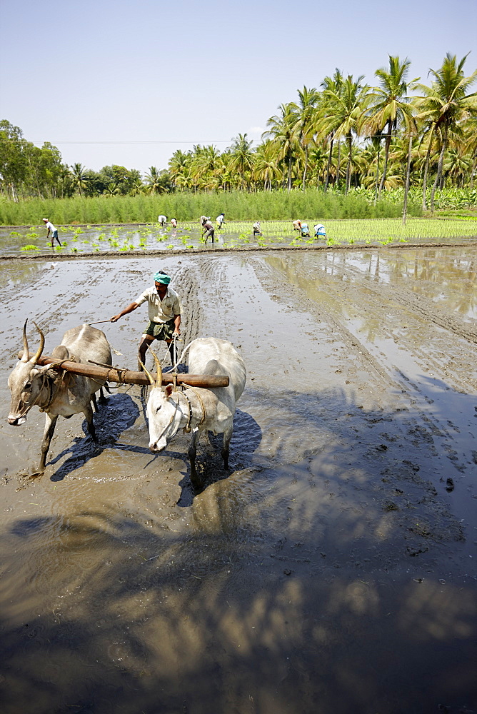 Ox plow on flooded rice field, Somanathapura, Karnataka, India