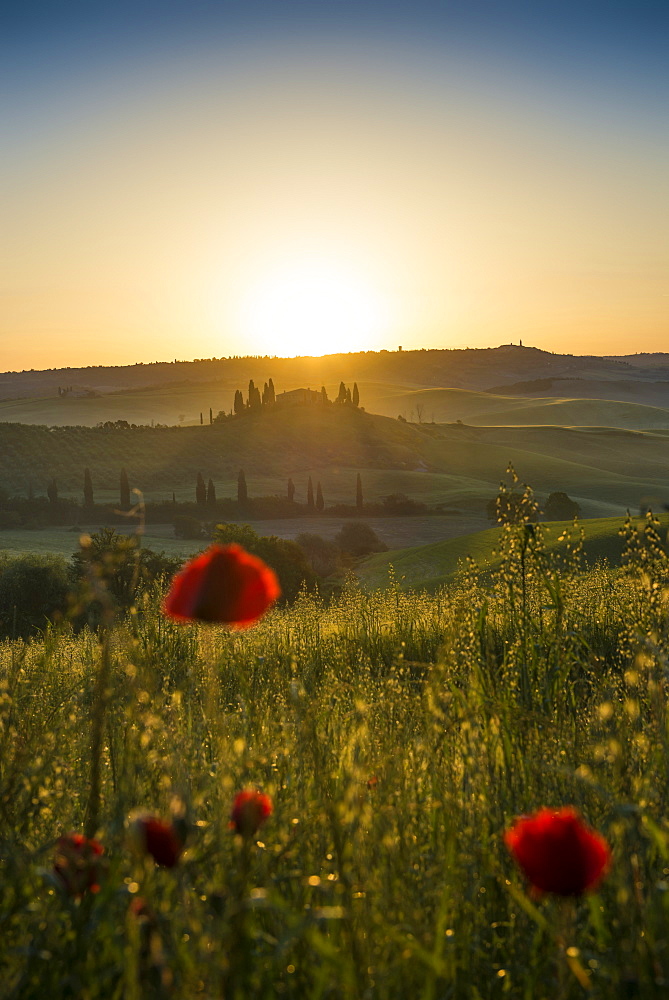 country residence and cypress trees at sunrise, near San Quirico d`Orcia, Val d`Orcia, province of Siena, Tuscany, Italy, UNESCO