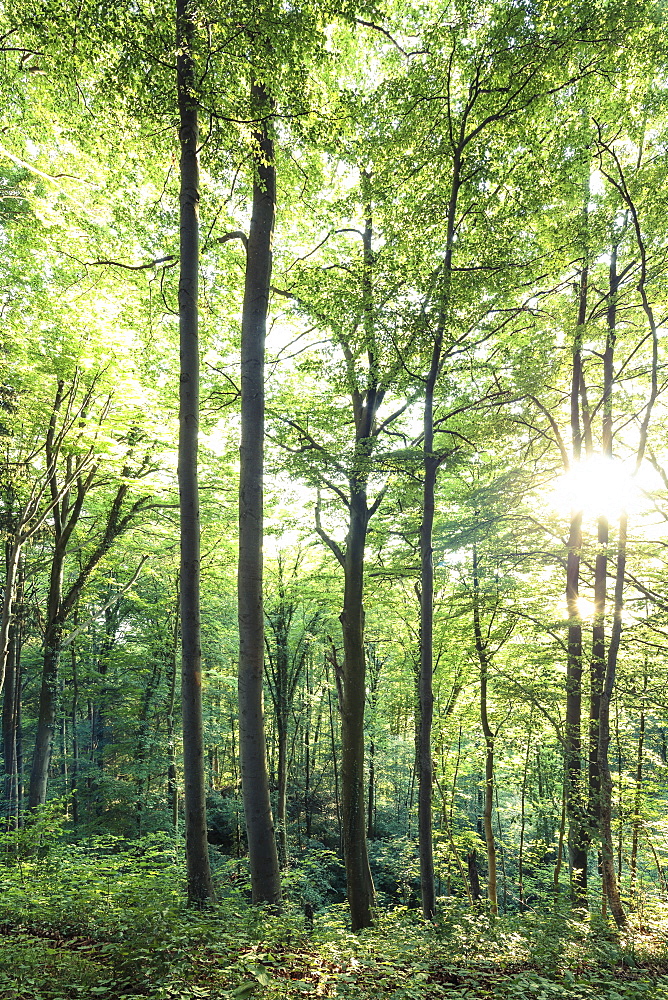 Wood in evening light, Berg, Upper Bavaria, Germany