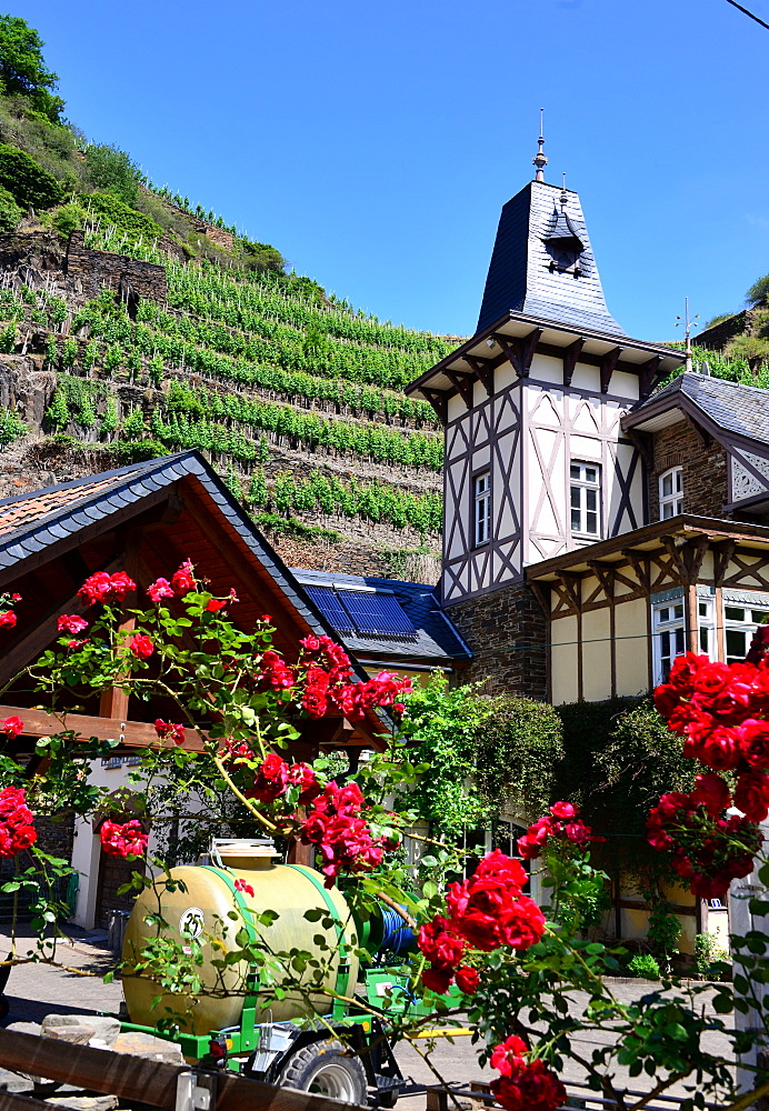 Mayschoss in the Ahr Valley, Eifel, Rhineland-Palatinate, Germany