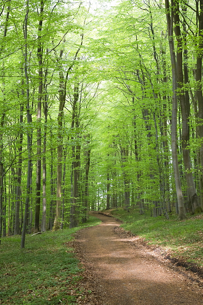 Spring in the woods, Westensee Nature Park, Rendsburg-Eckernfoerde, Schleswig-Holstein, Germany