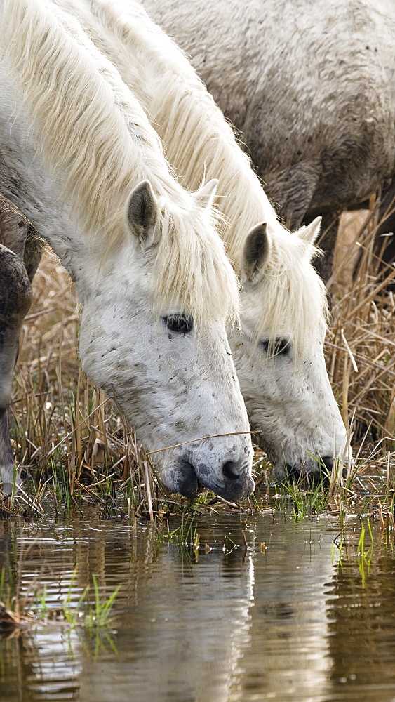 Camargue horses drinking, Camargue, France