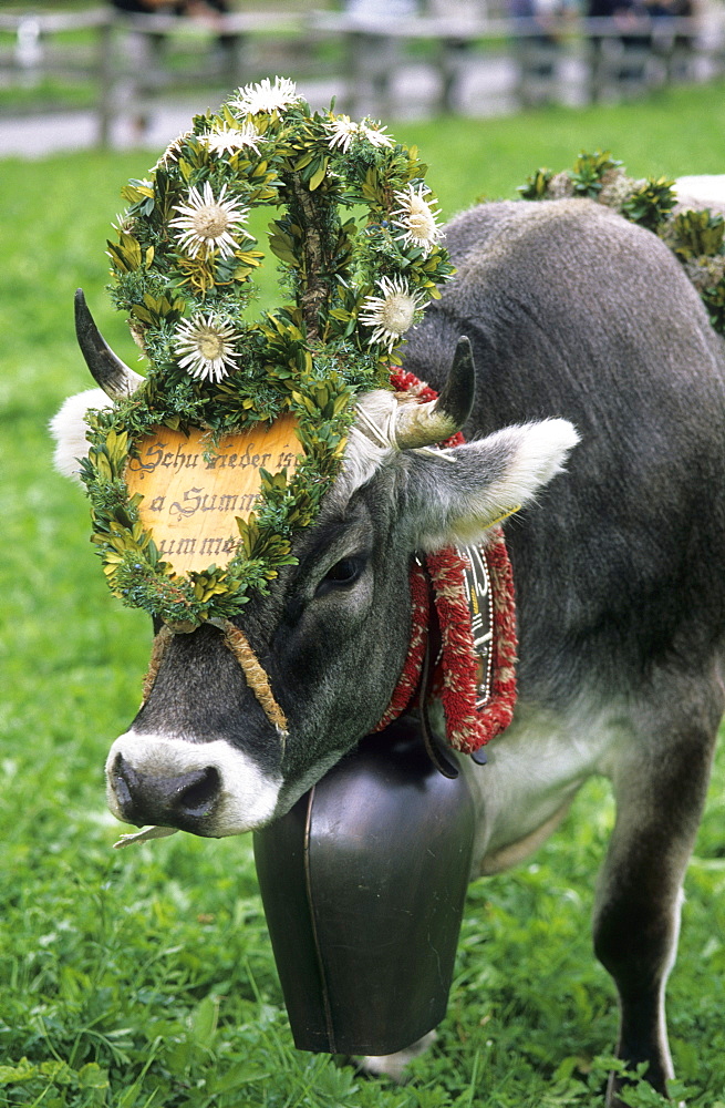 Decorated cow at the end of alpine summer season, Ultental, South Tyrol, Italy