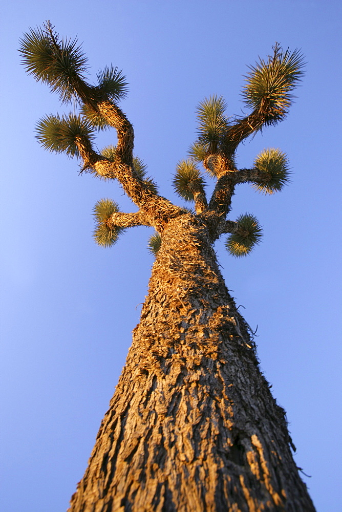 Joshua Tree at Sunset, Joshua Tree National Park, Twentynine Palms, California, USA