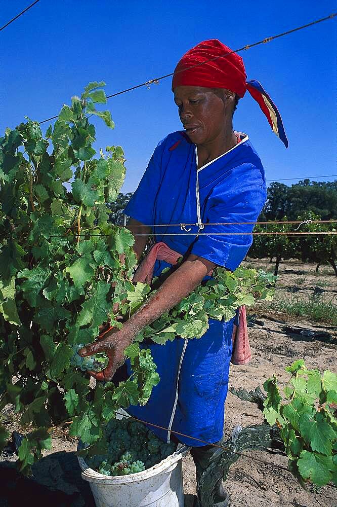 African woman at vintage, Paarl, Western Cape, South Africa, Africa