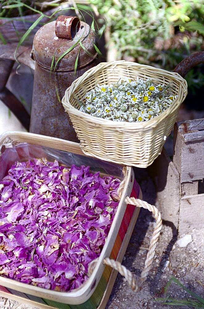 Dried flowers in the sunlight, Drome, France, Europe