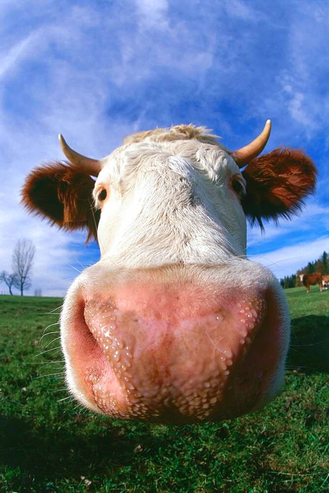 Head of a cow