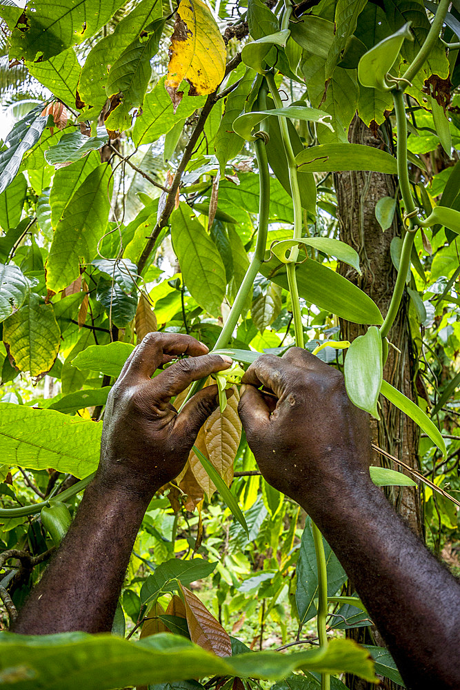 Pollinating Vanilla, Malekula, Vanuatu, South Pacific, Oceania