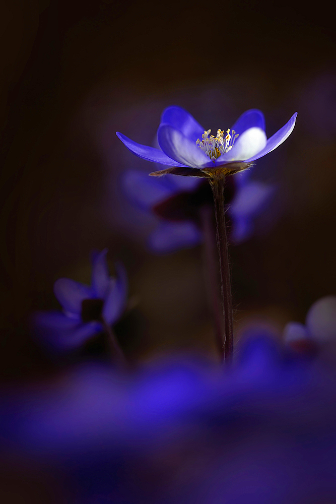 Hepatica in spring light, Bavaria, Germany, Europe