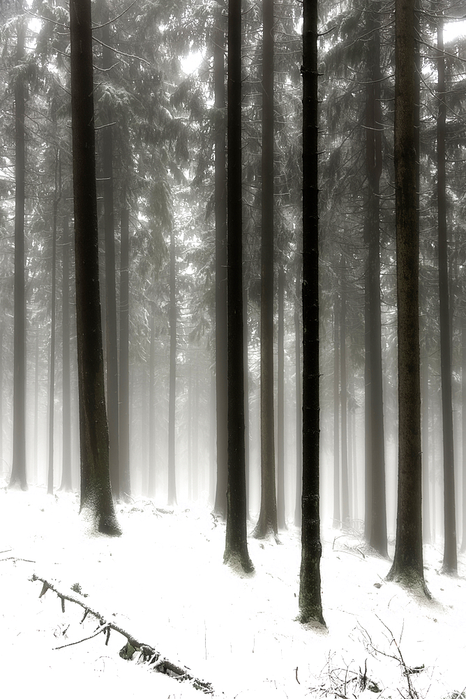 Winter forests below the Feldberg, Taunus, Hesse, Germany.