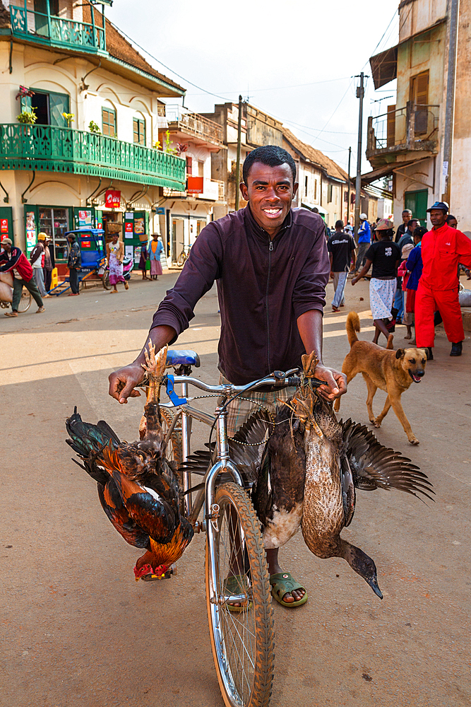 Man transports poultry by bicycle, tribe of the Betsileo, Ambalavao, Fianarantsoa Region, Madagascar, Africa